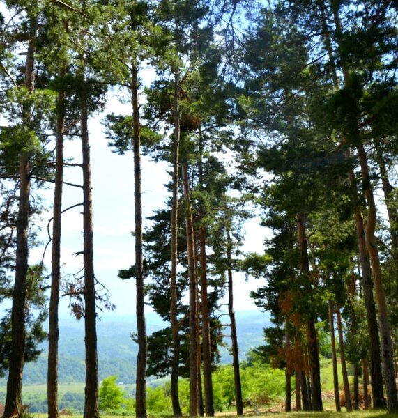 Breaza, Prahova, teren intravilan, 5000 mp,